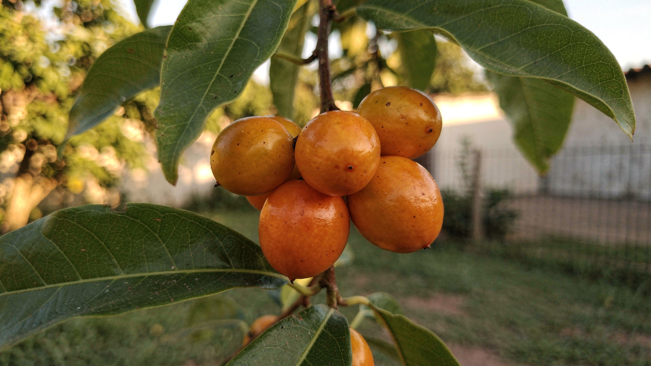 Essa fruta antiga era comum nos quintais e nas feiras do passado, mas hoje quase ninguém lembra que ela existia
