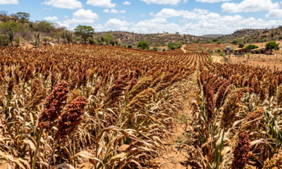 O grão ancestral que alimentou civilizações africanas e foi quase esquecido pela agricultura industrial