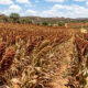 O grão ancestral que alimentou civilizações africanas e foi quase esquecido pela agricultura industrial