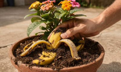 A casca dessa fruta que muita gente joga fora pode virar um adubo poderoso para suas plantas
