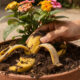 A casca dessa fruta que muita gente joga fora pode virar um adubo poderoso para suas plantas