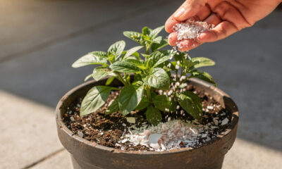 Pouca gente imagina que esse ingrediente de cozinha pode ajudar plantas a crescerem melhor no vaso