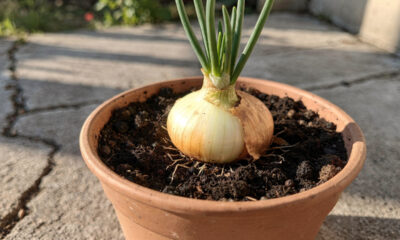 Como plantar cebola passo a passo no quintal e conseguir uma colheita farta mesmo em pouco espaço