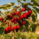 Como plantar cereja em casa e cultivar uma das frutas mais desejadas do mundo