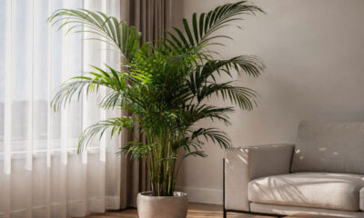 Chamaedorea elegans se destaca como a palmeira perfeita para ambientes internos