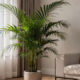 Chamaedorea elegans se destaca como a palmeira perfeita para ambientes internos
