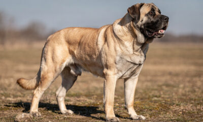 Estas são as 10 raças de cachorro com a mordida mais forte e os números realmente impressionam