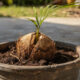 Como plantar coco anão e aumentar as chances de colher mais rápido