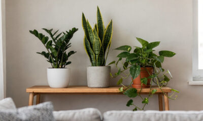 Nunca cuidou de plantas? Estes 5 tipos são perfeitos para começar sem complicação