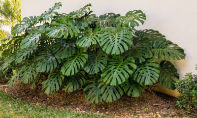 Costela de Adão no paisagismo se destaca como escolha certeira para projetos modernos