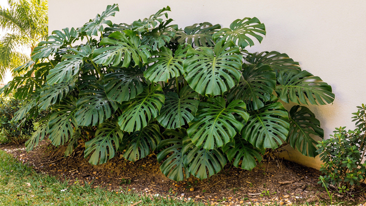 Costela de Adão no paisagismo se destaca como escolha certeira para projetos modernos