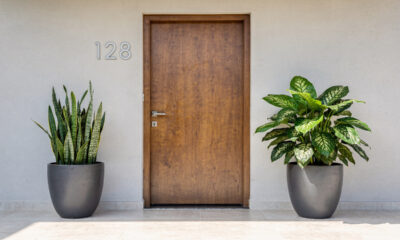 3 Plantas para colocar na porta de entrada que ajudam a proteger e valorizar a entrada da casa