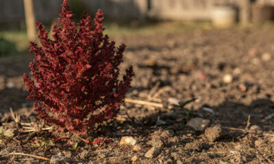 Essa semente antiga já sustentou civilizações inteiras e ainda pode garantir alimento no seu próprio quintal