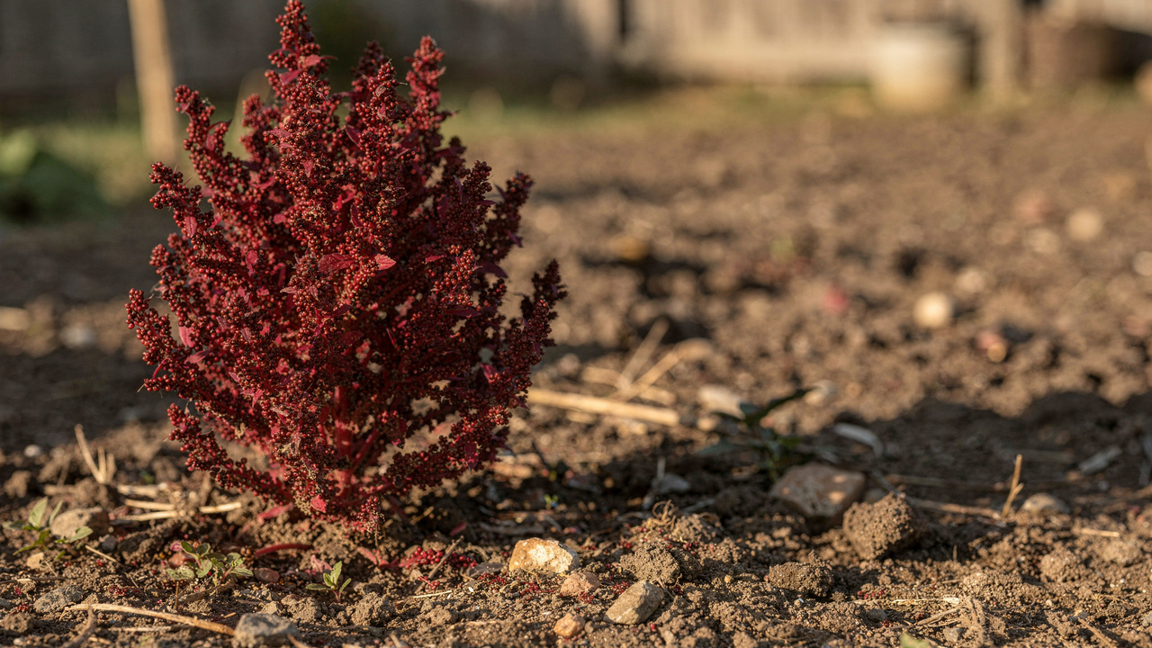 Essa semente antiga já sustentou civilizações inteiras e ainda pode garantir alimento no seu próprio quintal