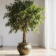 Como manter ficus benjamina bonita e cheia de folhas verdes