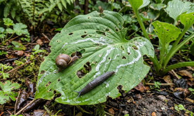 Melhor nunca ter essas plantas no seu jardim: elas atraem lesmas e caramujos como um ímã