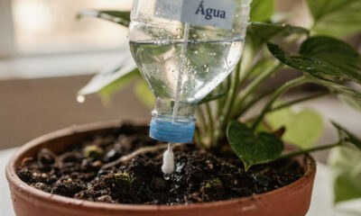 Plantas bem regadas o tempo todo: só uma garrafa plástica e esse truque simples fazem o trabalho