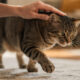 Ele não ficou bravo: entenda por que seu gato interrompe o carinho de repente e escolhe se afastar