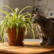 Essas 5 plantas são seguras para casas com gatos e que ajudam a manter o ambiente verde