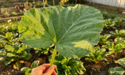 Muitos idosos estão voltando a cultivar essa planta por causa das folhas nutritivas que quase desapareceram dos quintais