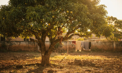 Lembranças de quem cresceu subindo em árvore e viveu uma infância livre que hoje dá saudade