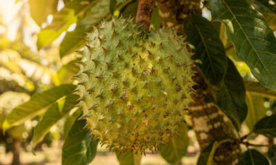 Como plantar graviola da semente ao fruto e ver a planta evoluir até produzir bem