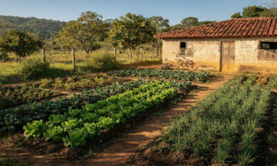 Assim é a rotina de quem vive da própria roça e quase não compra comida