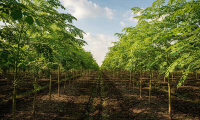 7 plantas lucrativas para cultivar que quase ninguém está produzindo e podem gerar renda