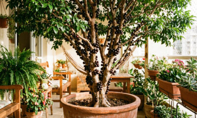 Como plantar jabuticaba em vasos: Como cuidar para um bom crescimento e produção de frutos, incluindo etapas importantes desde o início do plantio