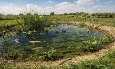 Um modelo milenar que unia peixes plantas e equilíbrio natural