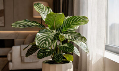 Maranta orbifolia planta de interior ideal para quem busca elegância e sofisticação