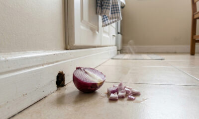 Aprenda como usar cebola para afastar ratos e manter sua casa protegida de forma natural