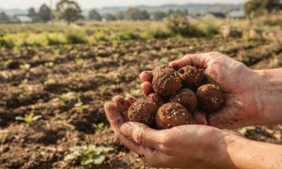 Tira isto no chão e esquece: a técnica japonesa que desafia tudo que você aprendeu sobre plantar
