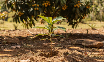 Como plantar uvaia para dar fruto mais rápido e com árvore saudável