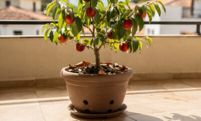 Como plantar nectarina em vasos e fazer a árvore produzir mesmo em pouco espaço