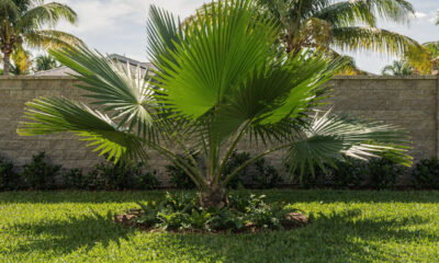 Palmeira leque da China chama atenção pela beleza e pode transformar a decoração do jardim