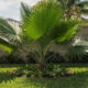 Palmeira leque da China chama atenção pela beleza e pode transformar a decoração do jardim