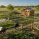Esses 7 animais estão ajudando pequenas fazendas a lucrar sem depender da agricultura tradicional