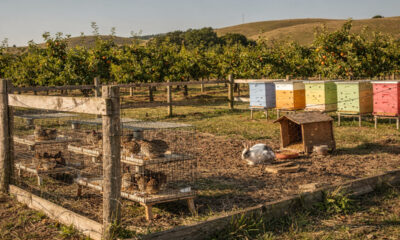 5 animais que podem ser mais produtivos que galinhas em pequenas fazendas
