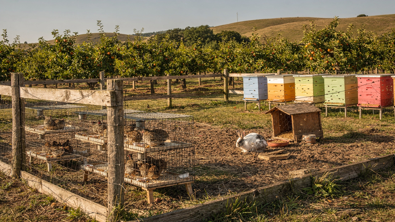 5 animais que podem ser mais produtivos que galinhas em pequenas fazendas