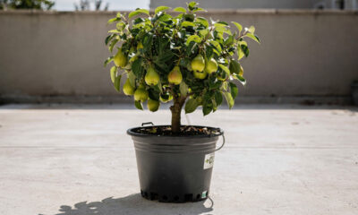 Como plantar pera em vaso e adaptar a árvore para crescer forte em espaços pequenos