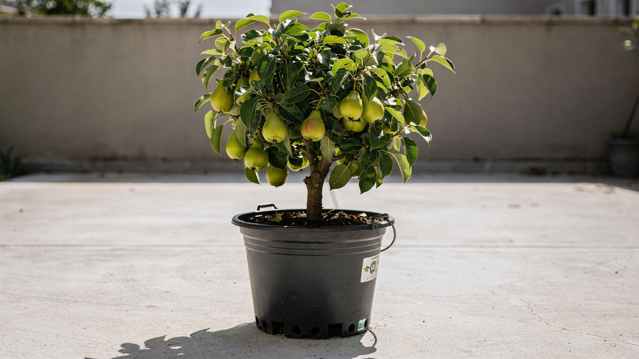 Como plantar pera em vaso e adaptar a árvore para crescer forte em espaços pequenos