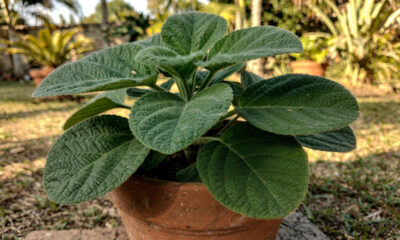 Muitas pessoas estão voltando a cultivar essa planta medicinal que era comum nos quintais de antigamente