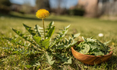 A planta de flor amarela considerada mato por muitos, mas que tem vários usos surpreendentes