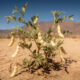 A planta que sustentou povos no deserto por milênios e foi deixada de lado pela agricultura moderna
