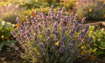 Essa planta que atrai borboletas no jardim também pode ajudar a manter pragas afastadas
