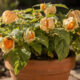 Como plantar physalis fácil do início ao fim e conseguir frutos no quintal