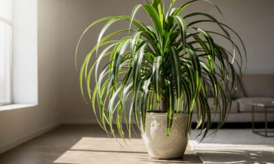 Como cuidar de dracaena e manter a planta sempre bonita dentro de casa