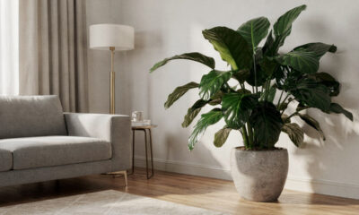 Planta pacová no paisagismo pode trazer elegância e exuberância ao ambiente