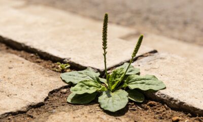A erva que muita gente arranca do chão já foi usada por séculos para cuidar da pele ferida